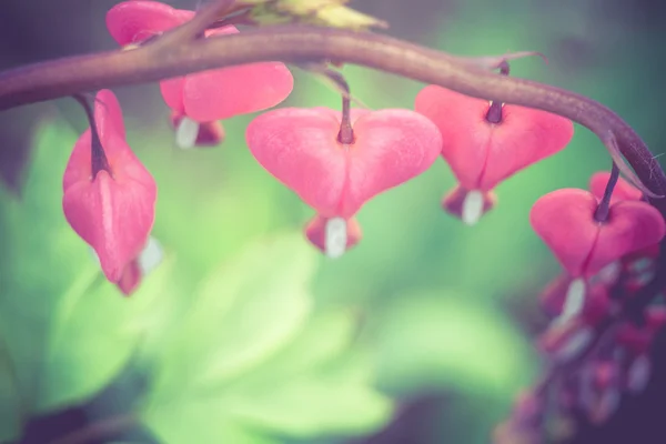 Corazón sangrante flor retro — Foto de Stock