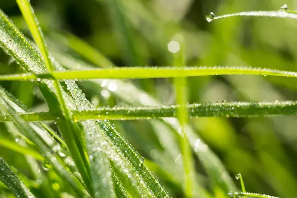 草背景浅景深 — 图库照片