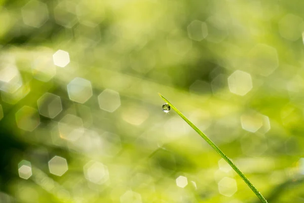 Травяной фон Shallow Dof — стоковое фото