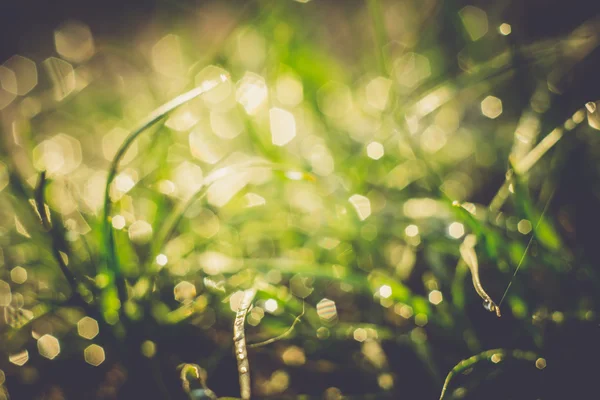 Makro av morgonen gräs Retro — Stockfoto