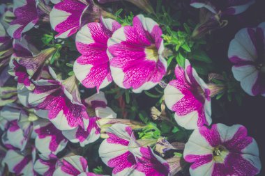 Vintage Petunya çiçek