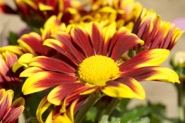 Aster Flower — Stock Photo, Image