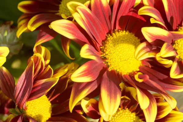 Aster Flower — Stock Photo, Image