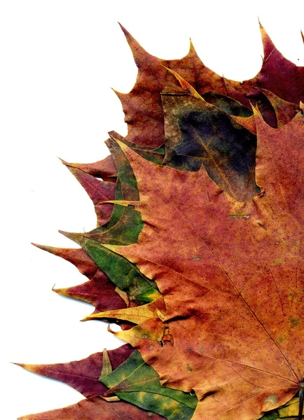 Boquet Caída hojas de arce —  Fotos de Stock