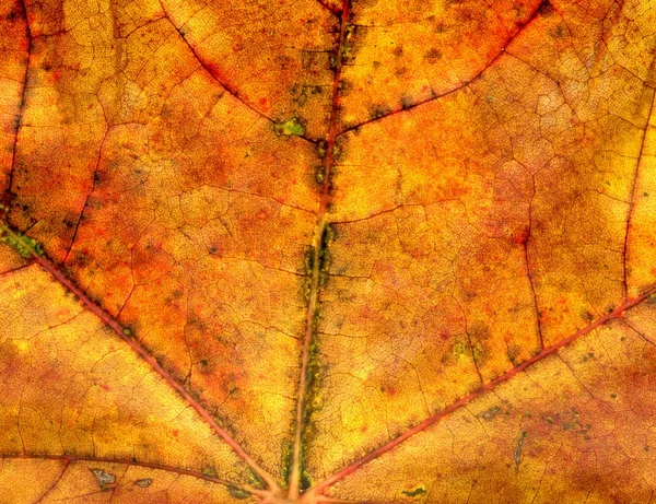 Detaljerad hösten Maple Leaf konsistens — Stockfoto