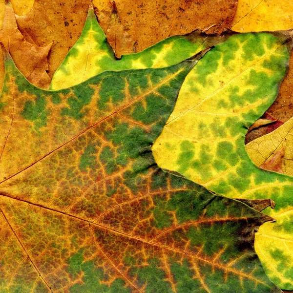 Texture détaillée de feuille d'érable d'automne — Photo