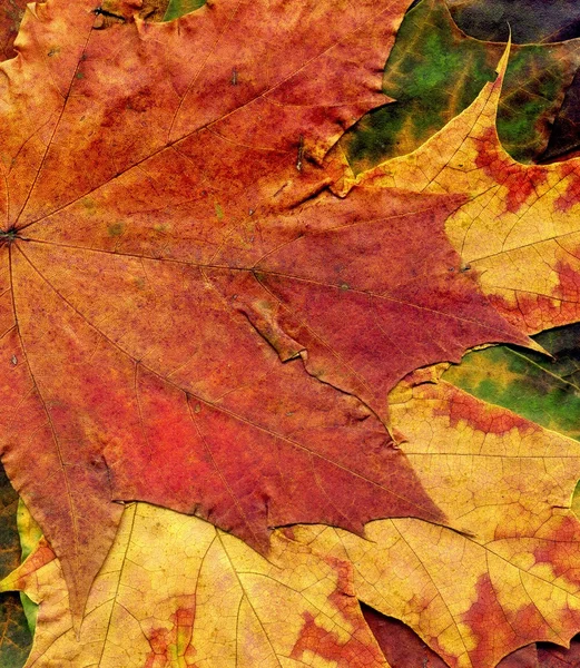 Textura detallada de hoja de arce de otoño — Foto de Stock