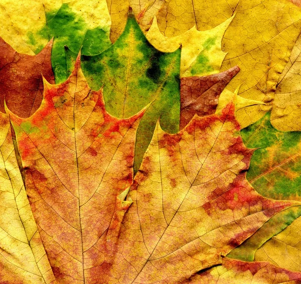 Detaljerad hösten Maple Leaf konsistens — Stockfoto