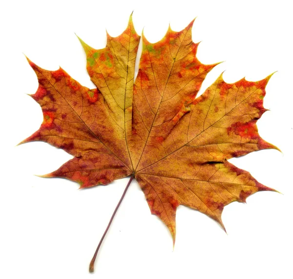 Detailed Fall Maple Leaf — Stock Photo, Image