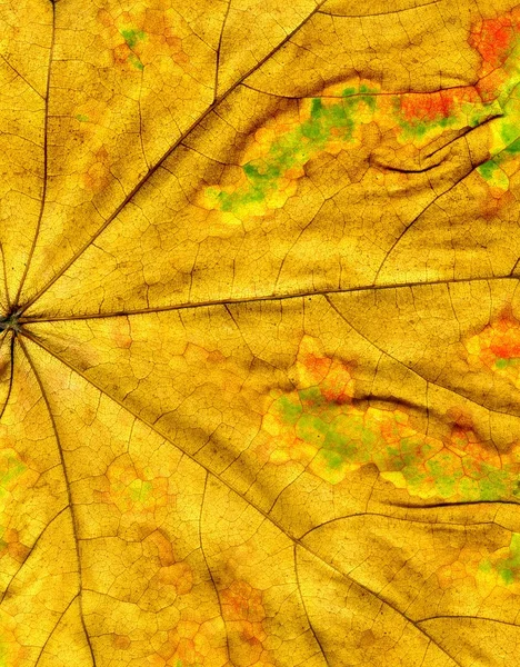 Detailed Fall Maple Leaf Texture — Stock Photo, Image