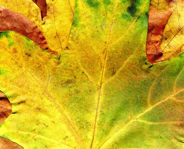 Detaylı Sonbaharda akçaağaç yaprağı doku — Stok fotoğraf