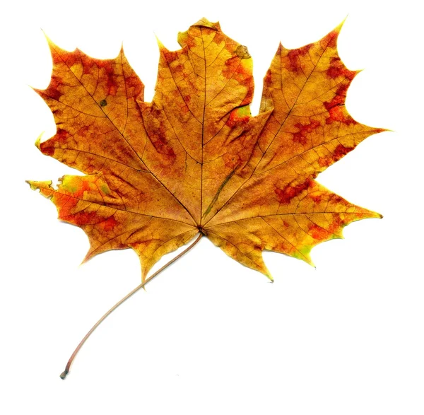 詳細な秋のメープル ・ リーフ — ストック写真