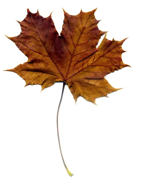 Gedetailleerde val Maple Leaf — Stockfoto