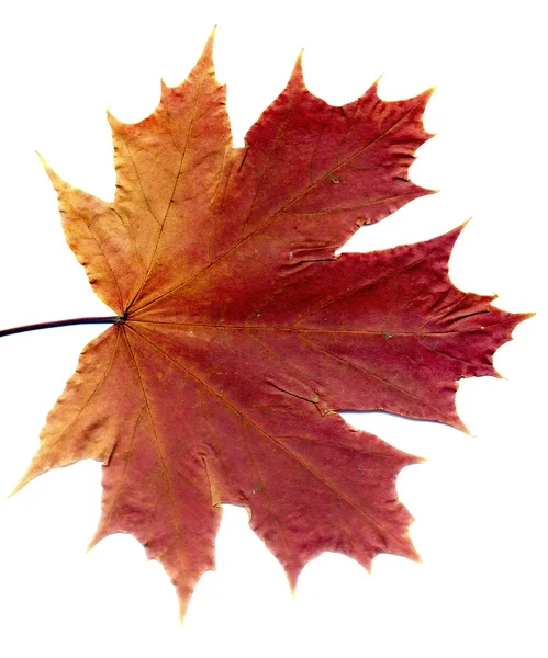 Szczegółowe jesień klon liść — Zdjęcie stockowe