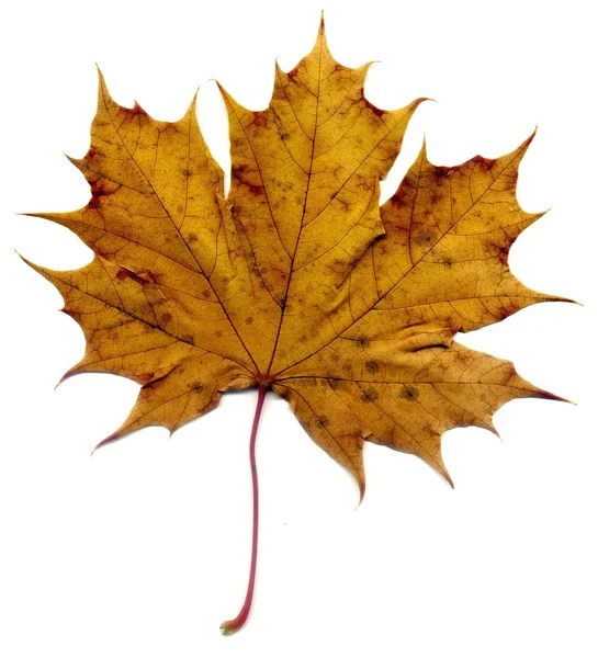 Detailed Fall Maple Leaf — Stock Photo, Image