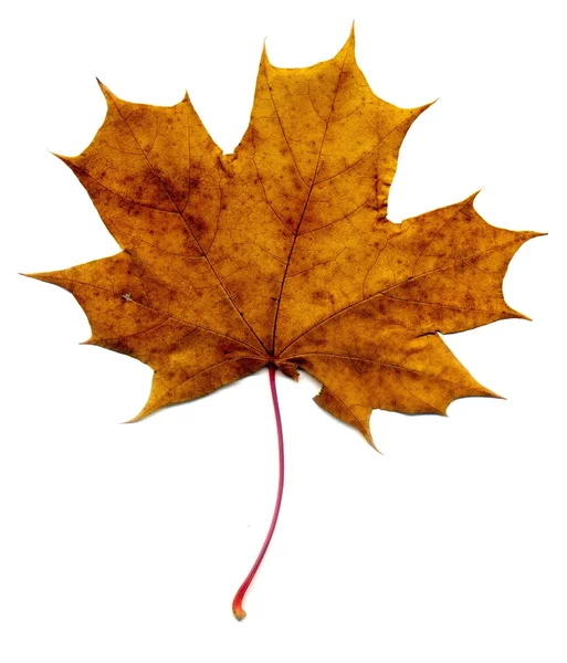 Detailed Fall Maple Leaf — Stock Photo, Image