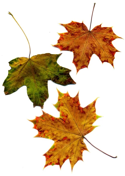 Detailliertes Herbst-Ahornblatt — Stockfoto