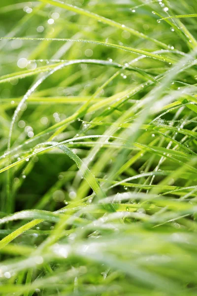 Свежая утренняя трава — стоковое фото