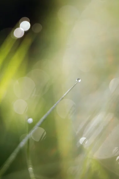 Frisches Morgengras — Stockfoto