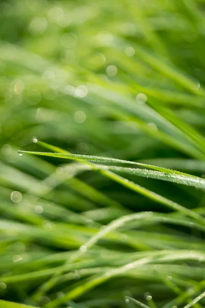 Травяной фон Shallow Dof — стоковое фото