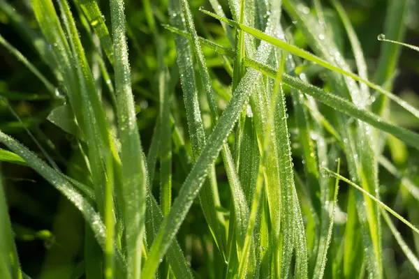 Gräset bakgrund grunda Dof — Stockfoto