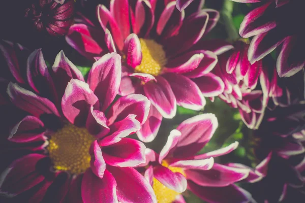 Aster kwiat Retro — Zdjęcie stockowe
