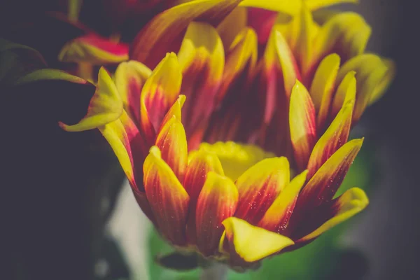 Aster Flower Retro — Stock Photo, Image