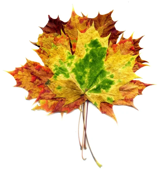 Boquet Fall Maple Leaves — Stock Photo, Image