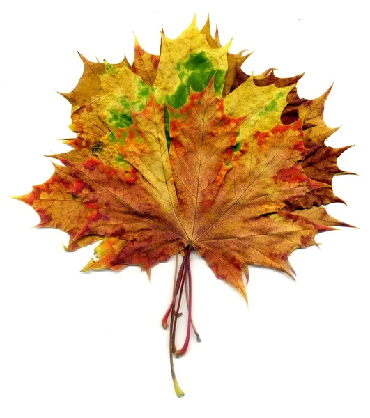 Boquet Fall Maple Leaves — Stock Photo, Image