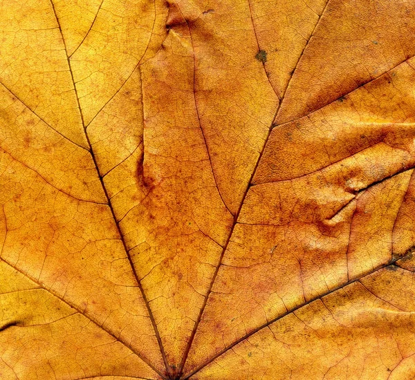 Detailed Fall Maple Leaf Texture — Stock Photo, Image