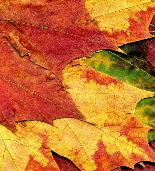 Detaylı Sonbaharda akçaağaç yaprağı doku