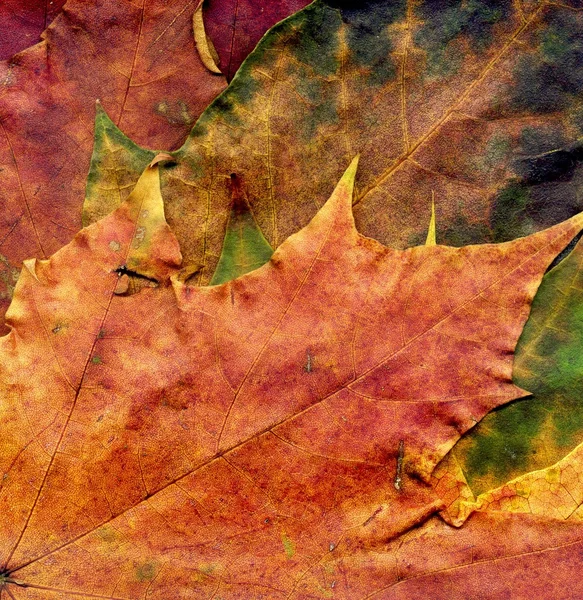 Textura detallada de hoja de arce de otoño — Foto de Stock