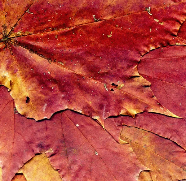 Detaillierte Herbst-Ahornblatt-Textur — Stockfoto