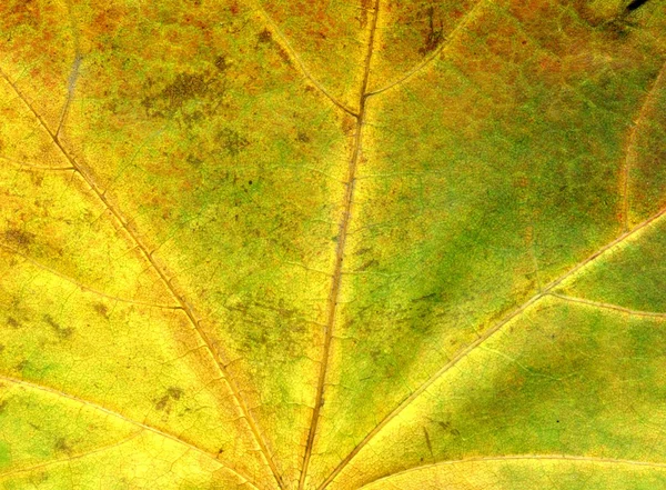 Texture détaillée de feuille d'érable d'automne — Photo