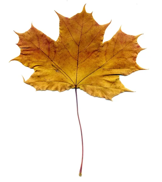 Detailed Fall Maple Leaf — Stock Photo, Image