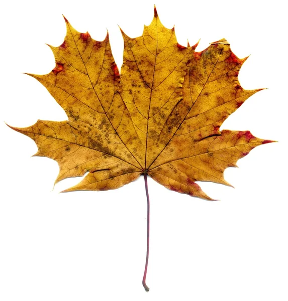 Detailed Fall Maple Leaf — Stock Photo, Image