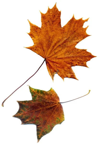 Detailed Fall Maple Leaf — Stock Photo, Image