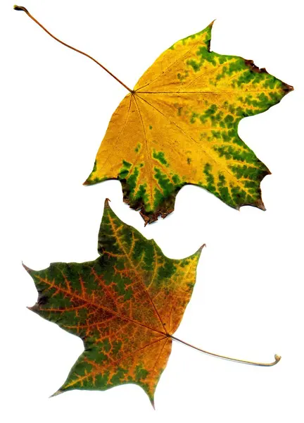 Detailed Fall Maple Leaf — Stock Photo, Image