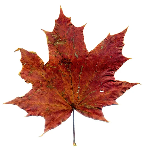 Gedetailleerde val Maple Leaf — Stockfoto