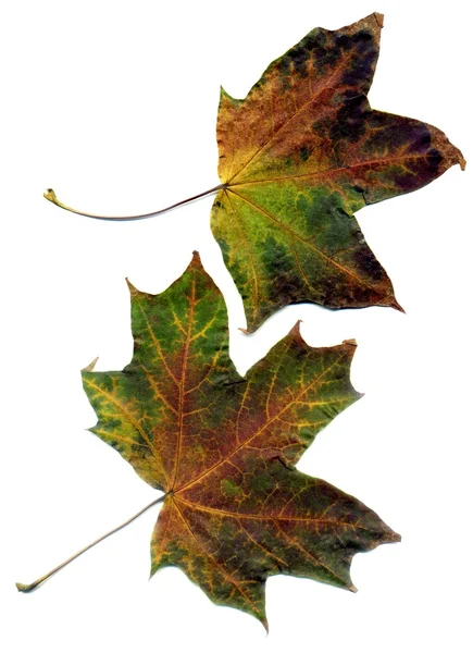 Detaljerad hösten Maple Leaf — Stockfoto