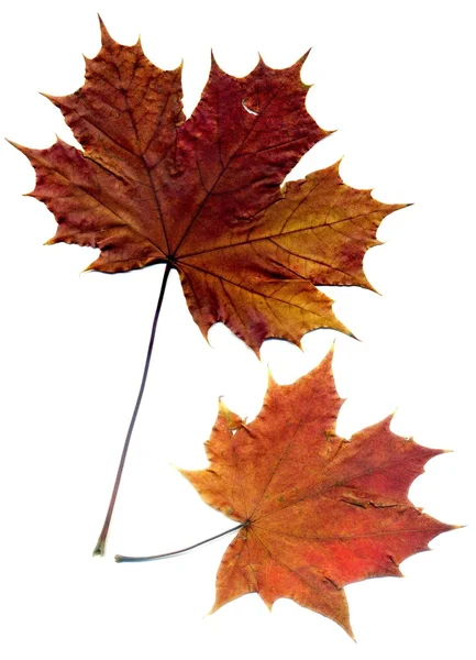 Detailed Fall Maple Leaf — Stock Photo, Image