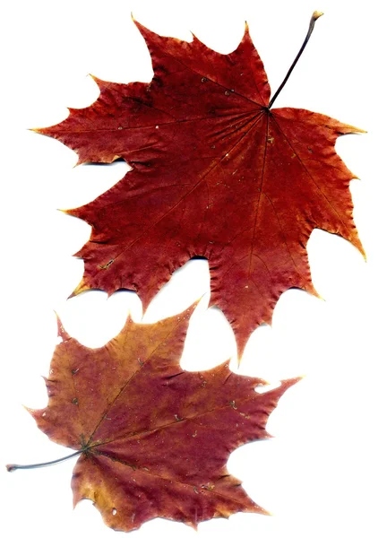 Gedetailleerde val Maple Leaf — Stockfoto