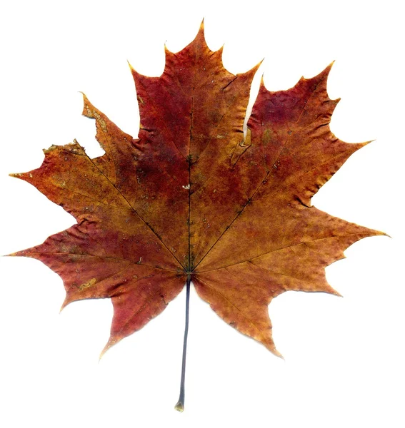 Detailed Fall Maple Leaf — Stock Photo, Image