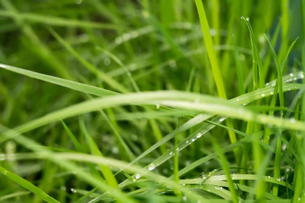 Spring Morning Grass — Stock Photo, Image