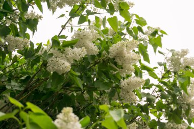 Çiçek açan leylak çiçekleri