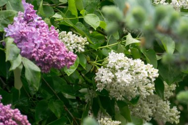 Çiçek açan leylak çiçekleri