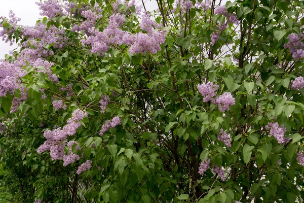 薄紫色の花を咲かせます — ストック写真