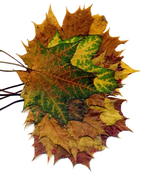 Boquet Fall Maple Leaves — Stock Photo, Image