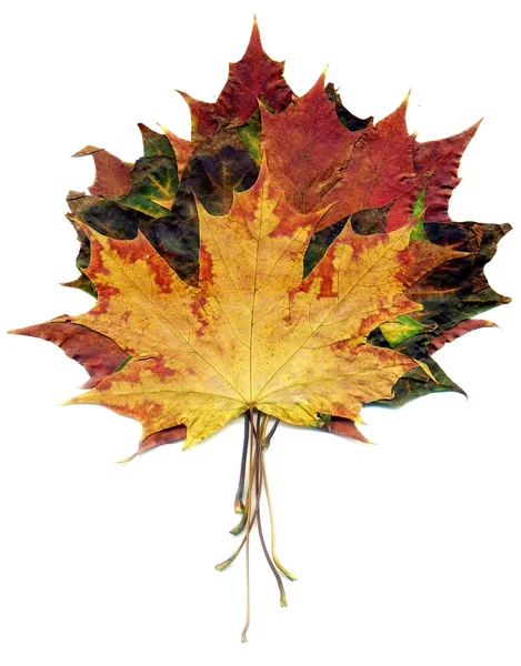 Boquet jesień klon liście — Zdjęcie stockowe