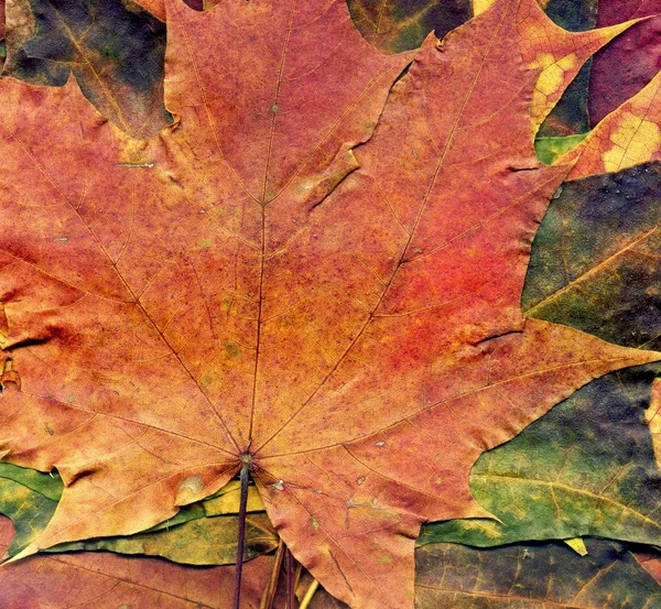 Textura detallada de hoja de arce de otoño — Foto de Stock